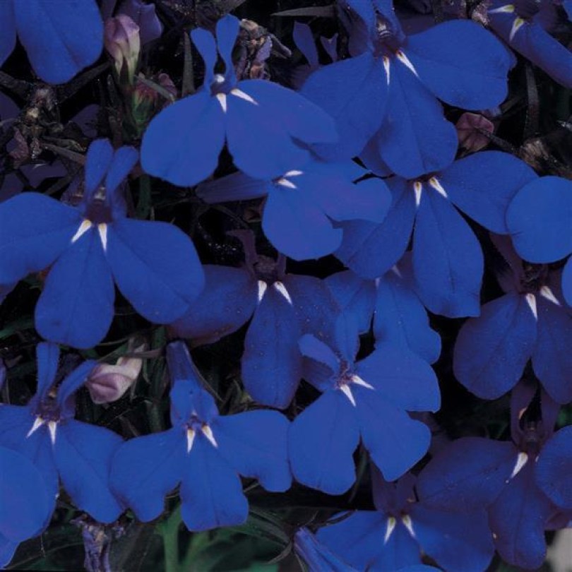 Лобелия Riviera Midnight Blue